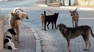 Hak savunucuları ve vatandaşlar, köpekler için idam fermanına karşı sokağa çıkıyor